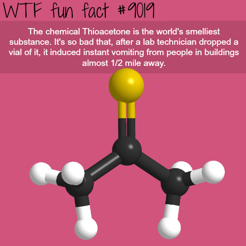 wtf facts - Thioacetone - Wtf fun fact The chemical Thioacetone is the world's smelliest substance. It's so bad that, after a lab technician dropped a vial of it, it induced instant vomiting from people in buildings almost 12 mile away.