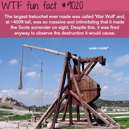 wtf facts - medieval trebuchet - Wtf fun fact The largest trebuchet ever made was called 'War Wolf and. at 400ft tall, was so massive and intimidating that it made the Scots surrender on sight. Despite this, it was fired anyway to observe the destruction