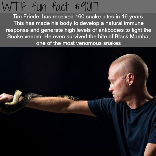 wtf facts - arm - Wtf fun fact Tim Friede, has received 160 snake bites in 16 years. This has made his body to develop a natural immune response and generate high levels of antibodies to fight the Snake venom. He even survived the bite of Black Mamba, one