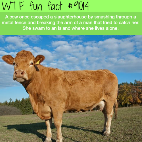 wtf facts - lake nysa cow - Wtf fun fact A cow once escaped a slaughterhouse by smashing through a metal fence and breaking the arm of a man that tried to catch her. She swam to an island where she lives alone.