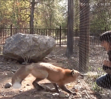 Moving Image Mayhem - Animal Edition