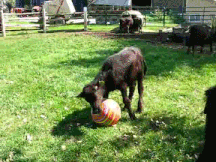 Moving Image Mayhem - Animal Edition