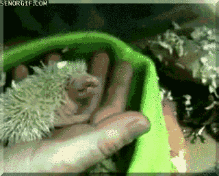 Moving Image Mayhem - Animal Edition