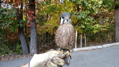 Moving Image Mayhem - Animal Edition