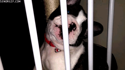 Moving Image Mayhem - Animal Edition