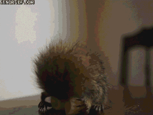 Moving Image Mayhem - Animal Edition