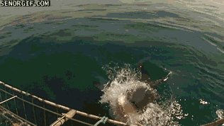 Moving Image Mayhem - Animal Edition