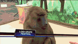 Moving Image Mayhem - Animal Edition