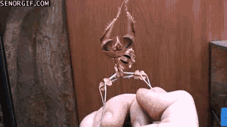 Moving Image Mayhem - Animal Edition