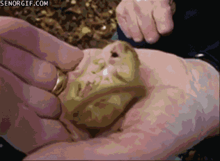 Moving Image Mayhem - Animal Edition