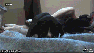 Moving Image Mayhem - Animal Edition