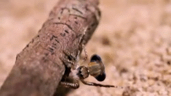 Moving Image Mayhem - Animal Edition