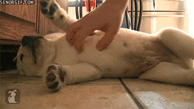 Moving Image Mayhem - Animal Edition