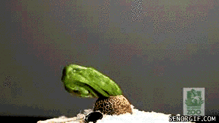 Moving Image Mayhem - Animal Edition