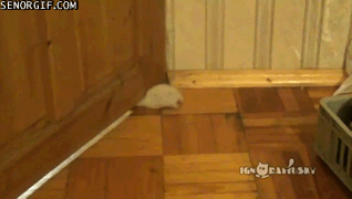 Moving Image Mayhem - Animal Edition