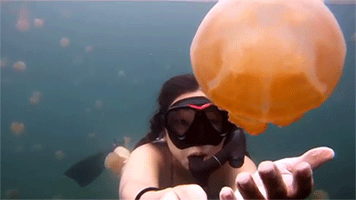 Moving Image Mayhem - Animal Edition