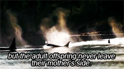 Moving Image Mayhem - Animal Edition