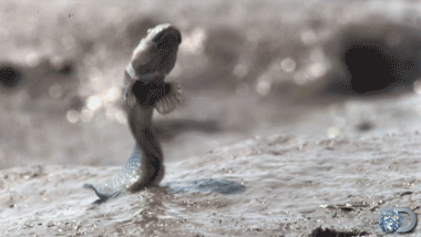 Moving Image Mayhem - Animal Edition