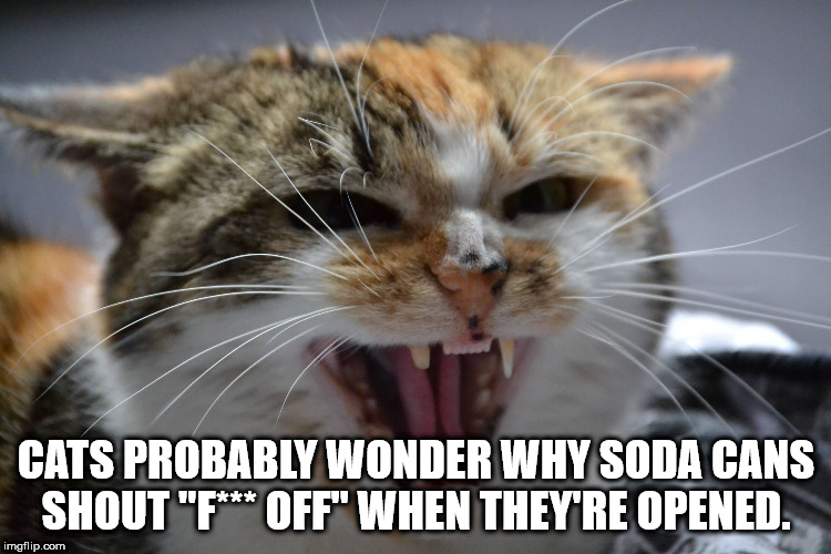 whiskers - Cats Probably Wonder Why Soda Cans Shout "F Off" When They'Re Opened. imgflip.com