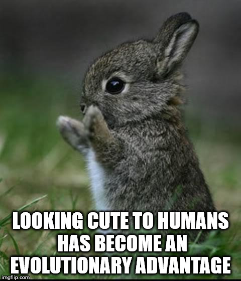 baby cute rabbits - Looking Cute To Humans Has Become An Evolutionary Advantage imgflip.com