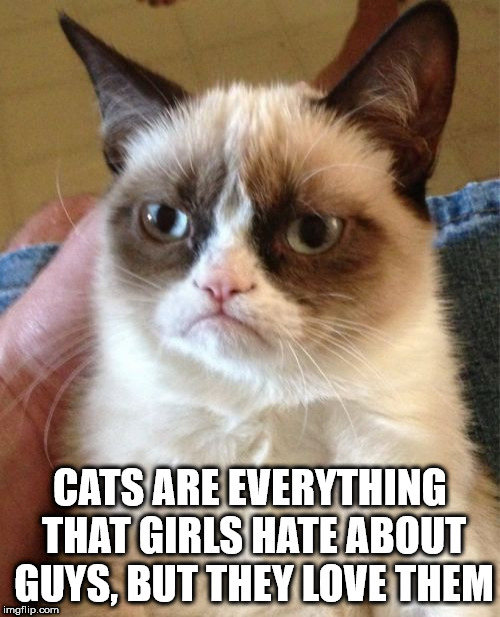 damn you re old - Cats Are Everything That Girls Hate About Guys, But They Love Them imgflip.com