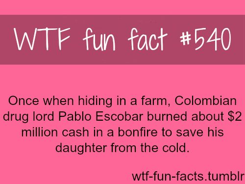 stadium australia - Wtf fun fact Once when hiding in a farm, Colombian drug lord Pablo Escobar burned about $2 million cash in a bonfire to save his daughter from the cold. wtffunfacts.tumblr