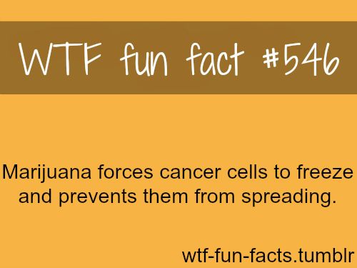 stadium australia - Wtf fun fact Marijuana forces cancer cells to freeze and prevents them from spreading. wtffunfacts.tumblr
