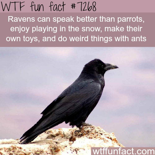 smart are ravens - Wtf fun fact Ravens can speak better than parrots, enjoy playing in the snow, make their own toys, and do weird things with ants wtffunfact.com