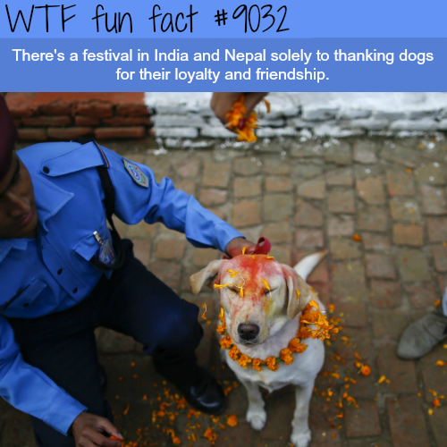 wtf facts festival - Wtf fun fact There's a festival in India and Nepal solely to thanking dogs for their loyalty and friendship.