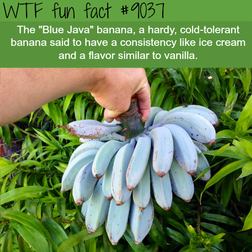 blue java banana facts - Wtf fun fact The "Blue Java" banana, a hardy, coldtolerant banana said to have a consistency ice cream and a flavor similar to vanilla.