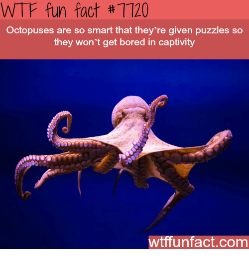octopus face - Wtf fun fact # 7720 Octopuses are so smart that they're given puzzles so they won't get bored in captivity wtffunfact.com