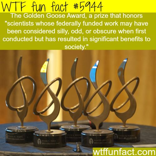 wtf fun facts science - Wtf fun fact The Golden Goose Award, a prize that honors "scientists whose federally funded work may have been considered silly, odd, or obscure when first conducted but has resulted in significant benefits to society." wtffunfact.