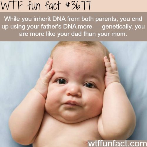 fun fact about babies - Wtf fun fact While you inherit Dna from both parents, you end up using your father's Dna more genetically, you are more your dad than your mom. wtffunfact.com