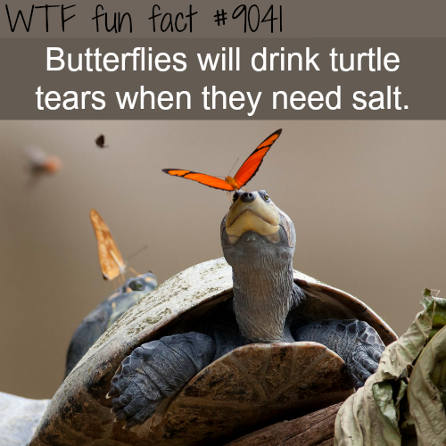 butterfly turtle tears - Wtf fun fact Butterflies will drink turtle tears when they need salt.