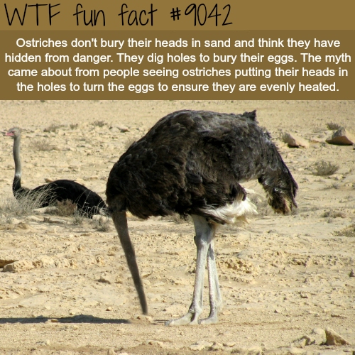 ostrich bury head - Wtf fun fact Ostriches don't bury their heads in sand and think they have hidden from danger. They dig holes to bury their eggs. The myth came about from people seeing ostriches putting their heads in the holes to turn the eggs to ensu