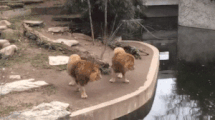 Caturday gif of a lion accidentally falling into a pool