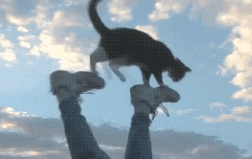 Caturday gif of a cat doing aerial yoga with a human