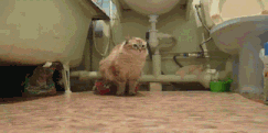 Caturday gif of a cat dragging its butt on the ground