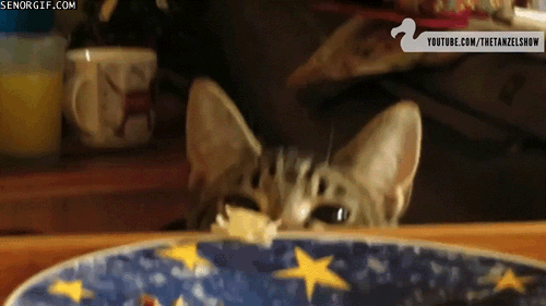 Caturday gif of a cat peeking over the edge of the table to steal food