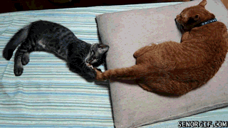 Caturday gif of a cat playing with another cat's tail