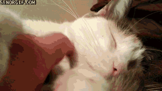 Caturday gif of a cat falling asleep while getting scratches