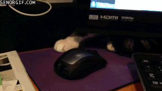 Caturday gif of a cat playing with a computer mouse