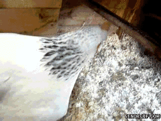 Caturday gif of a hen sitting on kittens