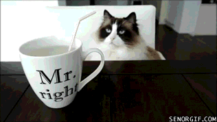 Caturday gif of cats drinking out of a mug