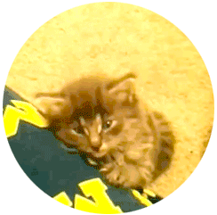 Caturday gif of a kitten falling asleep sitting up