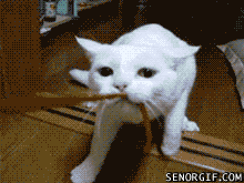 Caturday gif cut to make it look like a cat is pulling a plane