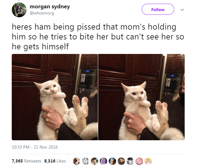 Caturday meme about a cat biting itself instead of its human
