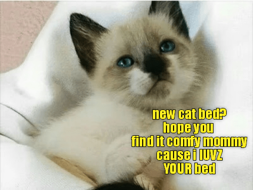 Caturday meme about cats preferring to sleep in your bed than in their own