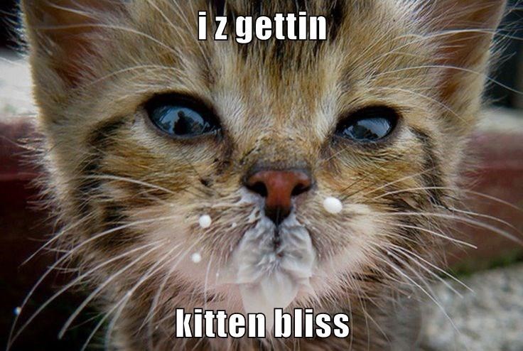 Caturday meme of a cat with its snout wet with milk