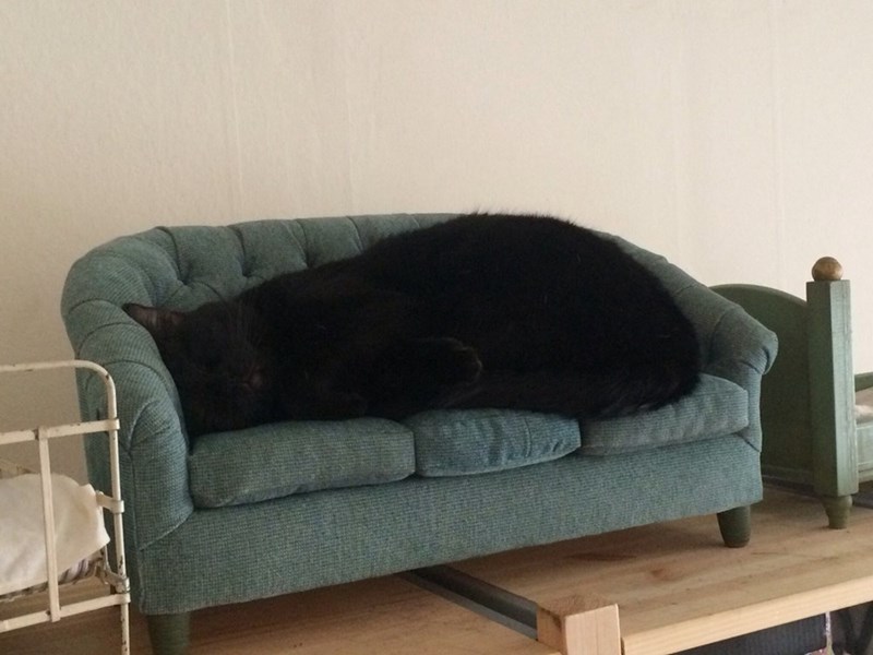 Caturday pic of a giant cat taking up a whole sofa